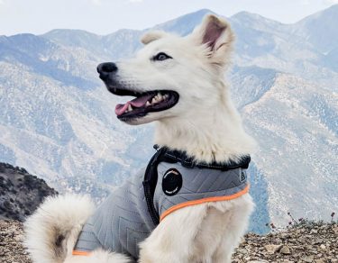 Essy Knopf anxious seeks canine