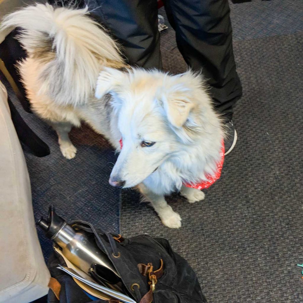 anxious seeks canine the thoughtful gay