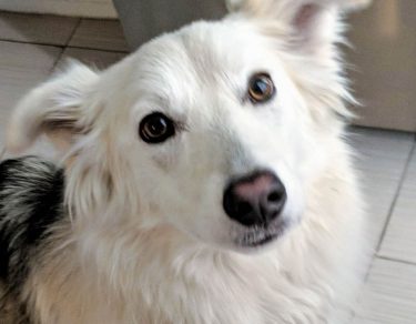 Essy Knopf anxious seeks canine