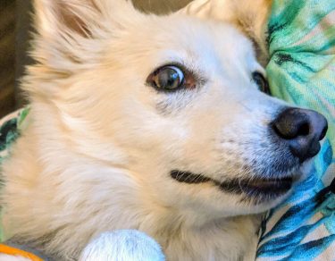 Essy Knopf anxious seeks canine