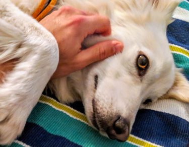 Essy Knopf anxious seeks canine