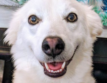 Essy Knopf anxious seeks canine