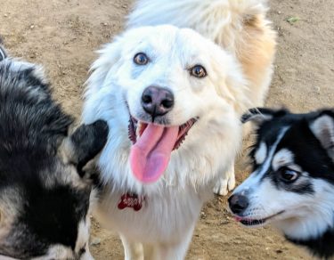 Essy Knopf anxious seeks canine