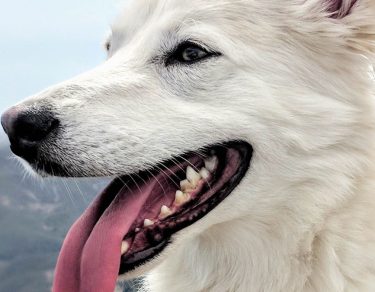 Essy Knopf anxious seeks canine