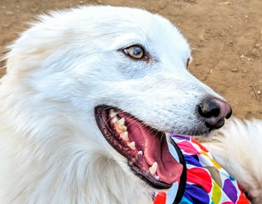 Essy Knopf anxious seeks canine