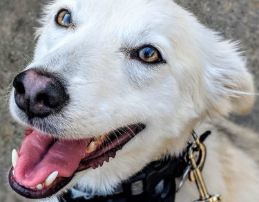 Essy Knopf anxious seeks canine