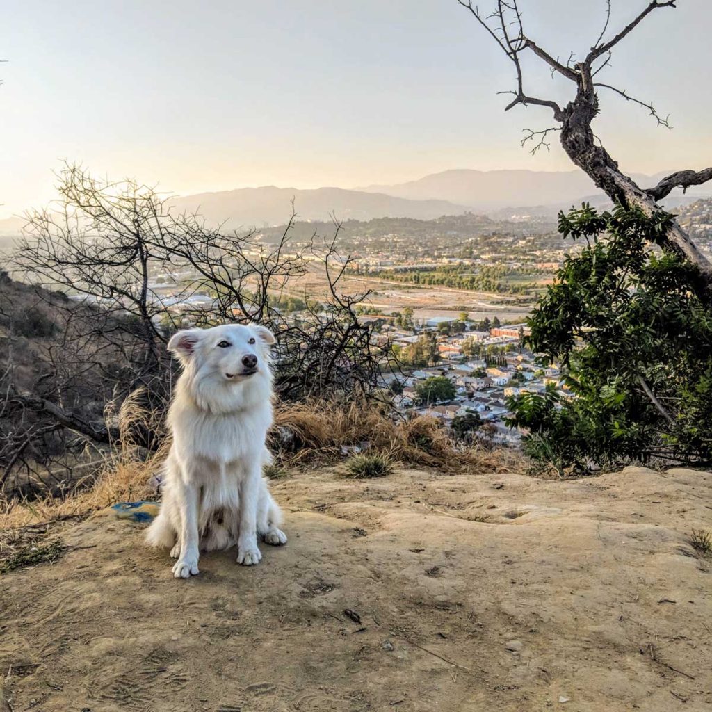 anxious seeks canine the thoughtful gay