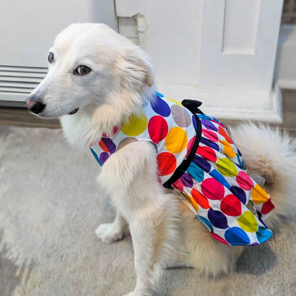 anxious seeks canine the thoughtful gay