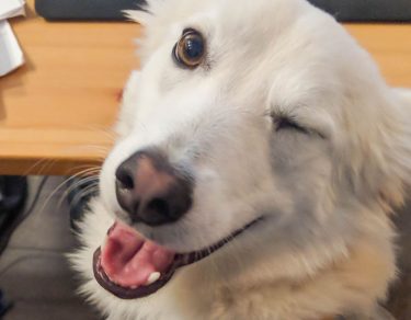 Essy Knopf anxious seeks canine