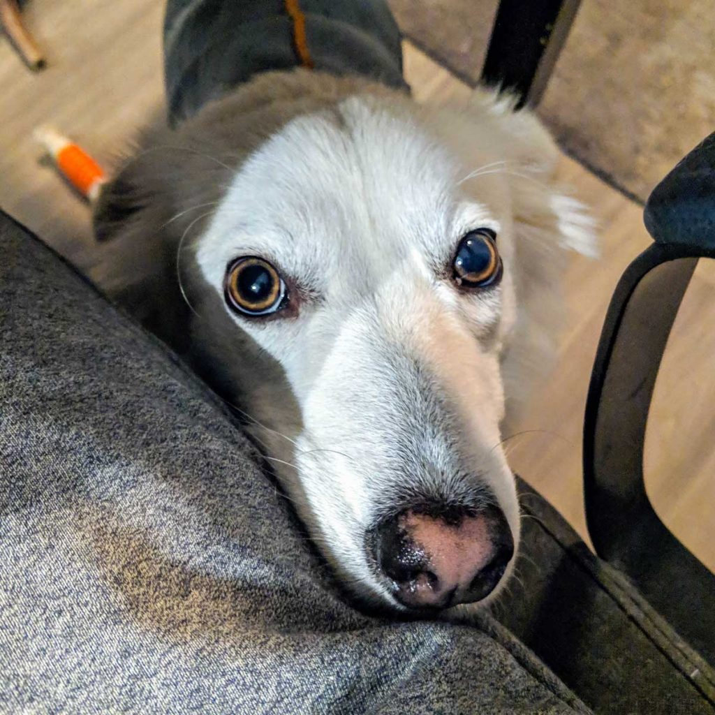 anxious seeks canine the thoughtful gay