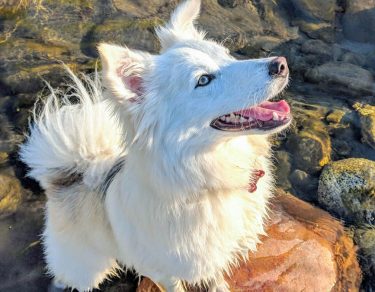 Essy Knopf anxious seeks canine