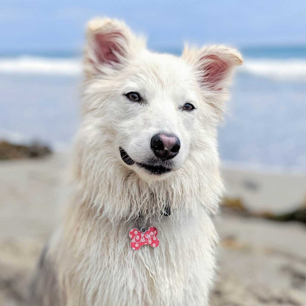 anxious seeks canine the thoughtful gay