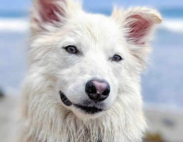 Essy Knopf anxious seeks canine