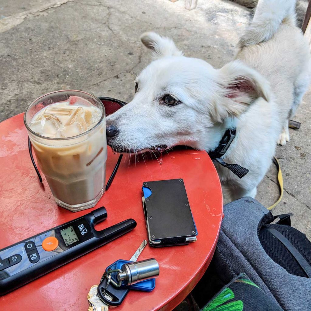 anxious seeks canine the thoughtful gay