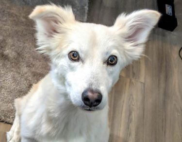 Essy Knopf anxious seeks canine