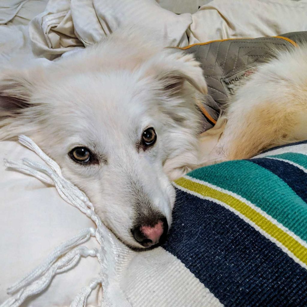 anxious seeks canine the thoughtful gay